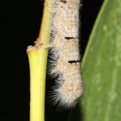 Pararguda nasuta at Broulee, NSW - 27 Feb 2019 08:33 PM
