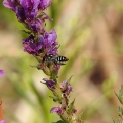 Megachile (Eutricharaea) maculariformis (Gold-tipped leafcutter bee) at Paddys River, ACT - 3 Mar 2019 by RodDeb