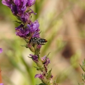 Megachile (Eutricharaea) maculariformis at Paddys River, ACT - 4 Mar 2019