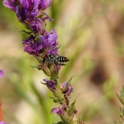 Megachile (Eutricharaea) maculariformis (Gold-tipped leafcutter bee) at Paddys River, ACT - 4 Mar 2019 by RodDeb