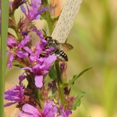 Megachile (Eutricharaea) maculariformis at Paddys River, ACT - 4 Mar 2019