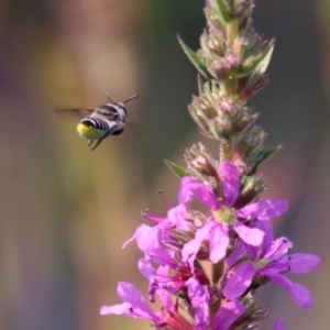 Megachile (Eutricharaea) sp. (genus & subgenus) at Paddys River, ACT - 4 Mar 2019