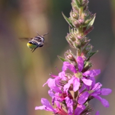 Megachile (Eutricharaea) sp. (genus & subgenus) (Leaf-cutter Bee) at Paddys River, ACT - 4 Mar 2019 by RodDeb