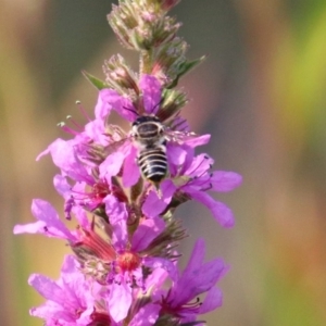 Megachile (Eutricharaea) sp. (genus & subgenus) at Paddys River, ACT - 4 Mar 2019