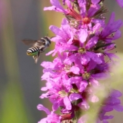 Megachile (Eutricharaea) sp. (genus & subgenus) at Paddys River, ACT - 4 Mar 2019