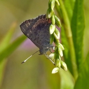 Paralucia aurifera at Paddys River, ACT - 4 Mar 2019 11:49 AM