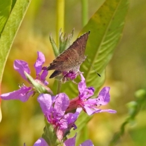 Paralucia aurifera at Paddys River, ACT - 4 Mar 2019