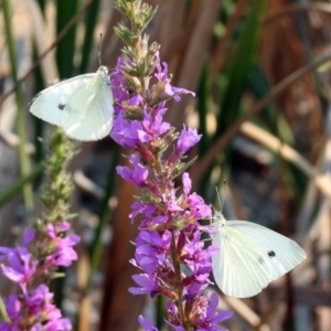 Pieris rapae at Paddys River, ACT - 4 Mar 2019