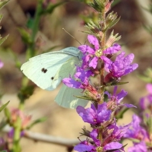 Pieris rapae at Paddys River, ACT - 4 Mar 2019