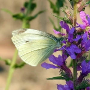 Pieris rapae at Paddys River, ACT - 4 Mar 2019