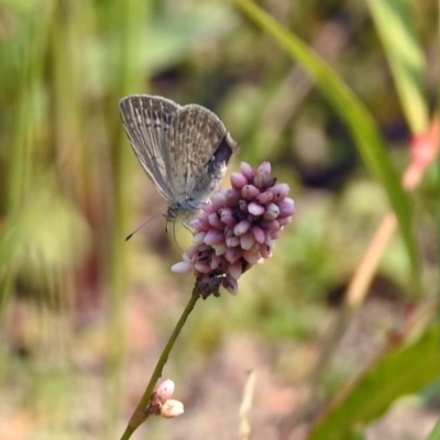 Zizina otis (Common Grass-Blue) at Paddys River, ACT - 4 Mar 2019 by RodDeb