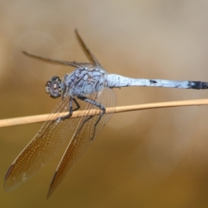 Orthetrum caledonicum at Acton, ACT - 1 Mar 2019 02:07 PM