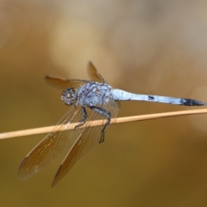 Orthetrum caledonicum at Acton, ACT - 1 Mar 2019 02:07 PM