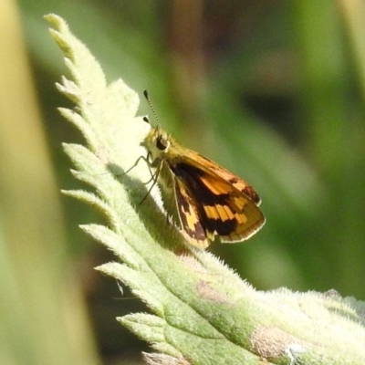 Ocybadistes walkeri (Green Grass-dart) at Paddys River, ACT - 4 Mar 2019 by RodDeb