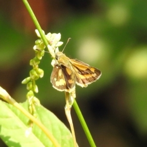 Ocybadistes walkeri at Paddys River, ACT - 4 Mar 2019 11:08 AM