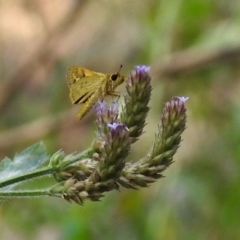 Ocybadistes walkeri (Green Grass-dart) at Cotter Reserve - 4 Mar 2019 by RodDeb