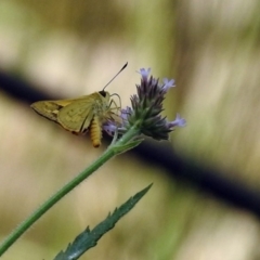 Ocybadistes walkeri at Paddys River, ACT - 4 Mar 2019