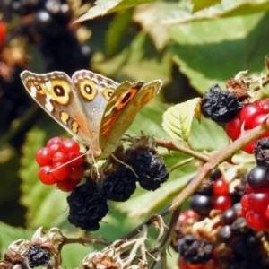 Junonia villida at Paddys River, ACT - 4 Mar 2019 11:26 AM