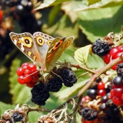 Junonia villida (Meadow Argus) at Paddys River, ACT - 4 Mar 2019 by RodDeb