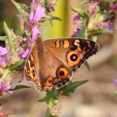 Junonia villida at Paddys River, ACT - 4 Mar 2019 11:26 AM