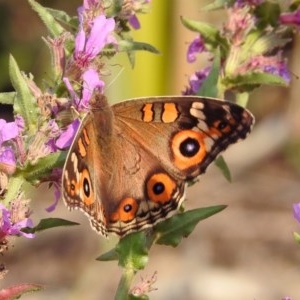 Junonia villida at Paddys River, ACT - 4 Mar 2019 11:26 AM