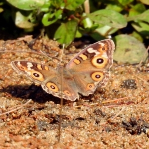 Junonia villida at Paddys River, ACT - 4 Mar 2019 11:26 AM