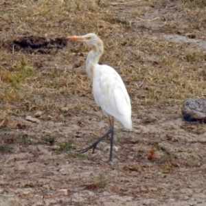 Bubulcus coromandus at Gordon, ACT - 4 Mar 2019