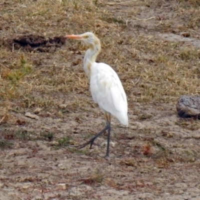 Bubulcus coromandus (Eastern Cattle Egret) at Lanyon - northern section A.C.T. - 4 Mar 2019 by RodDeb
