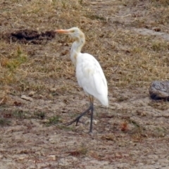Bubulcus ibis (Cattle Egret) at Lanyon - northern section - 4 Mar 2019 by RodDeb