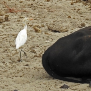 Bubulcus coromandus at Gordon, ACT - 4 Mar 2019