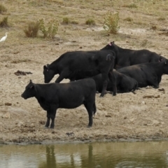 Bubulcus coromandus at Gordon, ACT - 4 Mar 2019