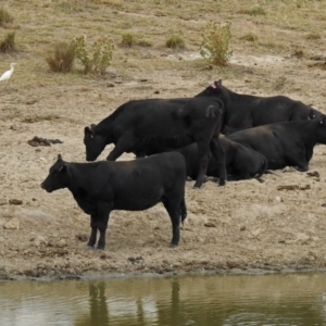 Bubulcus coromandus at Gordon, ACT - 4 Mar 2019