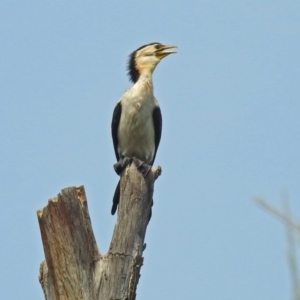 Microcarbo melanoleucos at Uriarra Village, ACT - 4 Mar 2019