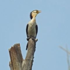 Microcarbo melanoleucos (Little Pied Cormorant) at Uriarra Village, ACT - 4 Mar 2019 by RodDeb