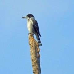Cracticus torquatus (Grey Butcherbird) at Paddys River, ACT - 4 Mar 2019 by RodDeb