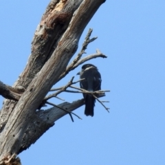 Cracticus torquatus at Paddys River, ACT - 4 Mar 2019 11:05 AM