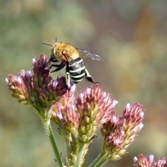 Amegilla (Zonamegilla) asserta (Blue Banded Bee) at Paddys River, ACT - 3 Mar 2019 by RodDeb