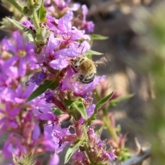 Amegilla (Zonamegilla) asserta at Paddys River, ACT - 4 Mar 2019 10:42 AM