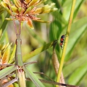 Dicranolaius bellulus at Paddys River, ACT - 4 Mar 2019