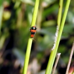 Dicranolaius bellulus at Paddys River, ACT - 4 Mar 2019