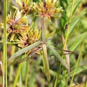 Dicranolaius bellulus at Paddys River, ACT - 4 Mar 2019