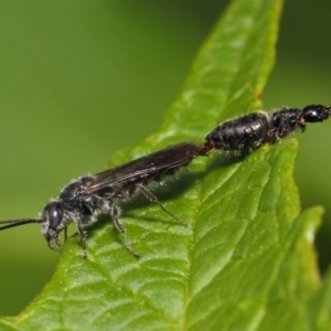 Tiphiidae (family) at Acton, ACT - 1 Mar 2019 11:36 AM