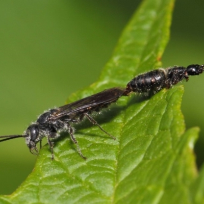 Tiphiidae (family) (Unidentified Smooth flower wasp) at ANBG - 1 Mar 2019 by TimL