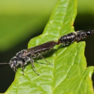 Tiphiidae (family) at Acton, ACT - 1 Mar 2019 11:36 AM