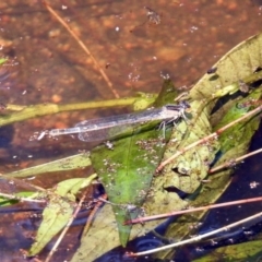 Ischnura heterosticta (Common Bluetail Damselfly) at Paddys River, ACT - 4 Mar 2019 by RodDeb