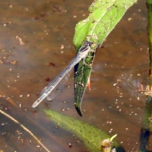 Ischnura heterosticta at Paddys River, ACT - 4 Mar 2019 11:14 AM