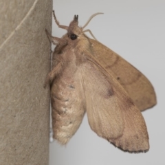 Pararguda nasuta (Wattle Snout Moth) at Higgins, ACT - 5 Mar 2019 by AlisonMilton