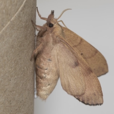 Pararguda nasuta (Wattle Snout Moth) at Higgins, ACT - 5 Mar 2019 by AlisonMilton
