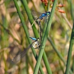 Ischnura heterosticta (Common Bluetail Damselfly) at Paddys River, ACT - 4 Mar 2019 by RodDeb