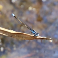 Ischnura heterosticta at Paddys River, ACT - 4 Mar 2019